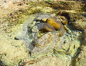 Abstract Texture Natural Background - Marine Life - Underwater Stones and Coral Reef - Scleractinia