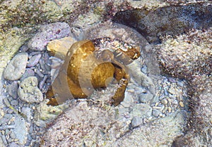 Abstract Texture Natural Background - Marine Life - Underwater Stones and Coral Reef - Scleractinia