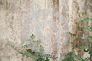 Abstract,Texture of old concrete wall,Grey Cement textured abstract background,old wall with lichen,Dirty white wall background