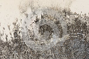 Abstract,Texture of old concrete wall,Grey Cement textured abstract background,old wall with lichen,Dirty white wall background