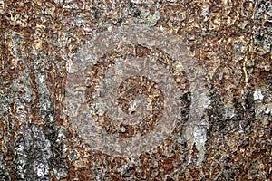 Abstract texture of old mango tree bark