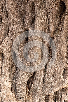 Abstract texture of olive tree