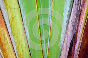 Texture pattern detail banana fan background.palm leaf background in nature weave pattern