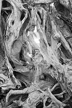 Abstract texture of stump in Black and White