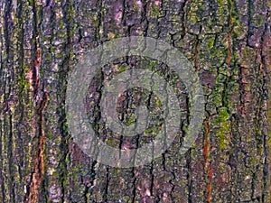 Abstract texture tree bark cracked surface as a background