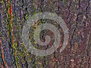 Abstract texture tree bark cracked surface as a background