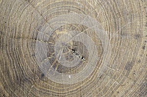 Abstract, texture in the wood of a tree elm