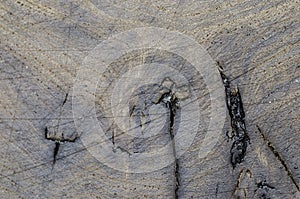 Abstract, texture in the wood of a tree elm