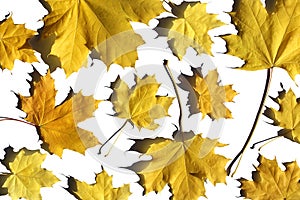 Abstract texture of yellow maple leaves on white background