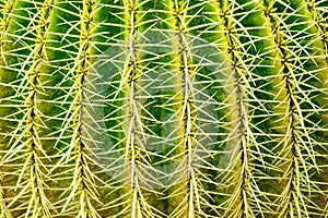 Abstract textured background of a barrel cactus echinocactus grusonii, extreme close up