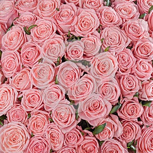 Abstract textured pale pink roses floral backdrop. A bed of pale pink roses for background or gift wrapping. Wedding, anniversary