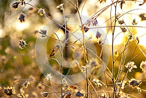 Abstrakt distel Blumen 