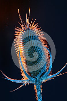 Abstract Thistle Seed Capsule