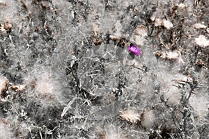Abstract of thorny plants with an alone purple flower on it