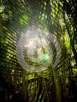 Abstract toned image of bright sun shining through palm leaves in tropical rainforest