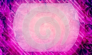 abstract top and bottom circle frame on white line and gradient pink and violet rose flowers background, nature, decor, fashion,