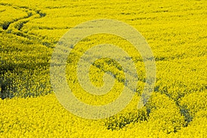 Abstract trails from tractor in yellow rapeseed field