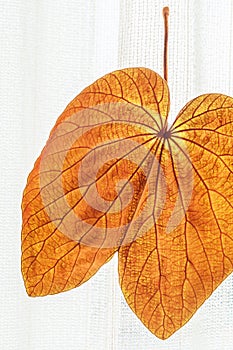 Abstract transparent Gold Leaf with beautiful texture on white curtain background. The Gold Leaf Bauhinia aureifolia or Yan Da O photo