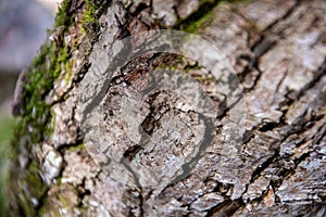 Abstract Tree Bark and Moss Close Up