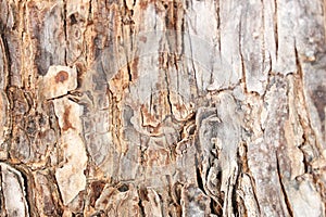 Abstract Tree bark texture. Natural wood background, bark textures