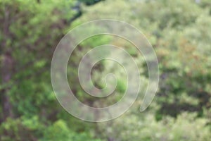 Abstract tree blurred background, Blurred Tree background forest green beautiful two toned soft nature