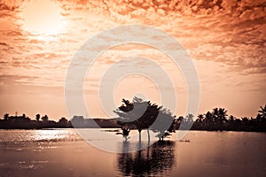 Abstract of tree in the lake with red clouds of sun effected