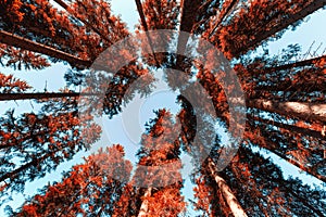 Abstract tree top at dolomites mountains thru the forest
