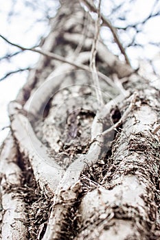 Abstract Tree Trunk with Intertwining Climbing Vines