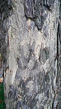 Abstract Tree Trunk Texture, Natural Tree Surface Pattern