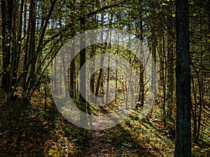 abstract tree trunk texture wall in natural forest