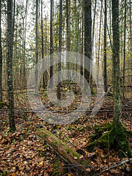 abstract tree trunk texture wall in natural forest