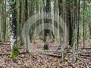 abstract tree trunk texture wall in natural forest