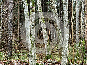 abstract tree trunk texture wall in natural forest