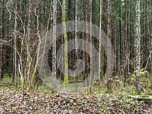 abstract tree trunk texture wall in natural forest