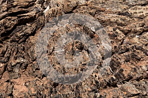 Abstract from the tree trunk, Textures of tree trunk, Pattern of tree trunk