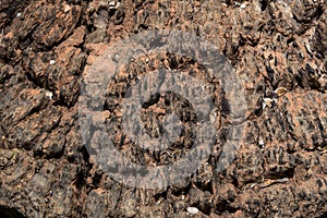 Abstract from the tree trunk, Textures of tree trunk, Pattern of tree trunk