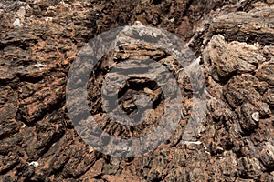 Abstract from the tree trunk, Textures of tree trunk, Pattern of tree trunk