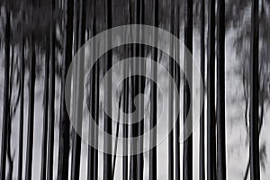 Abstract tree trunks in winter time forest of taunus, hesse, germany