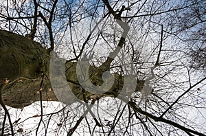 Abstract tree view