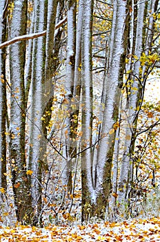 Abstract Trees and Leaves in Winter