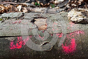 Abstract treetrunk in the wood