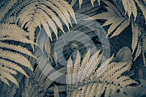 Abstract tropical backdrop with frond pattern. Curved fern leaves closeup. Focus to background and blurred foreground. Jungle