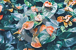 Abstract tropical beautiful flower and green leaves summer background. Red anthurium flowes & x28; tailflower, flamingo flower,