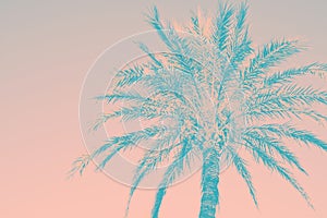 Abstract tropical nature background. Silhouette of palm tree vintage pink teal toned faded grungy effect. Funky style. Poster