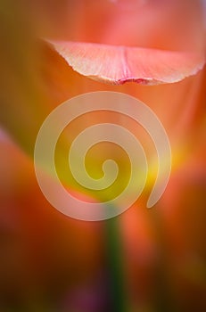 Abstract tulip with selective focus