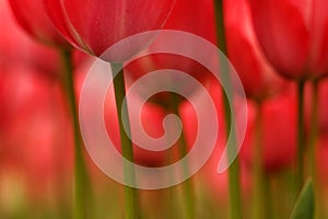 Abstract tulips