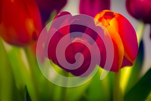 Abstract Tulips Red Soft Background spring Green Stems