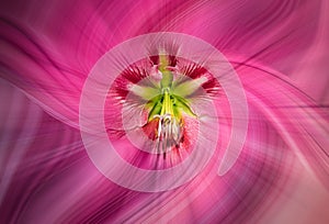 Abstract twirl bright pink  hypnotizing lily