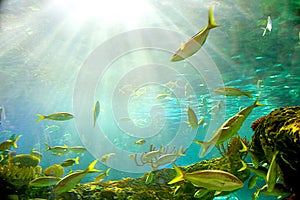 Abstract underwater background