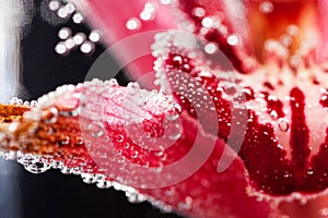 Abstract underwater composition with blurry orchid petals and bubbles